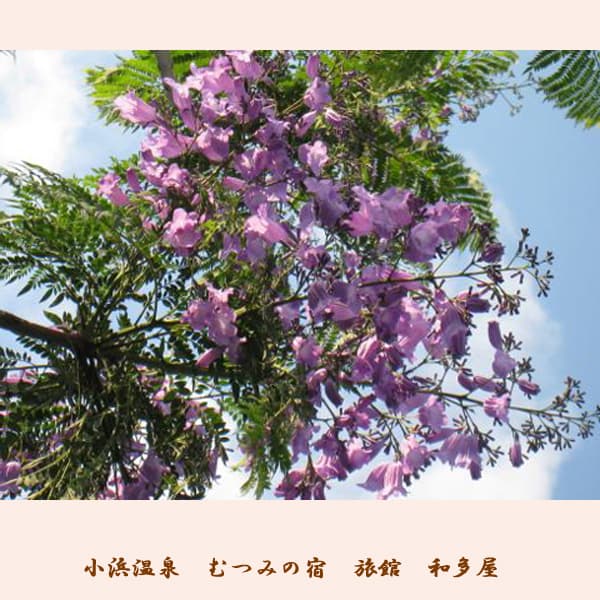 오바마 온센 무츠미노 야도 료칸 와타야 photo 10