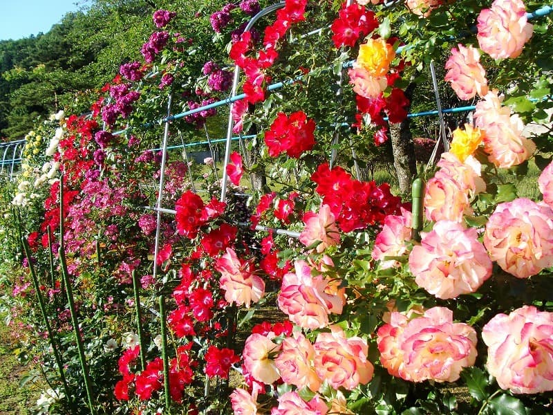 Tazawako Rose Park Hotel photo 5