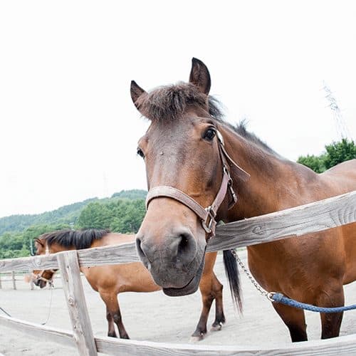 Horse riding on site