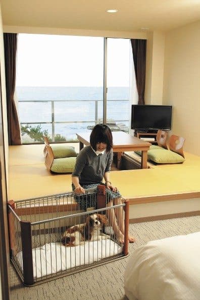 Rooms for small dogs