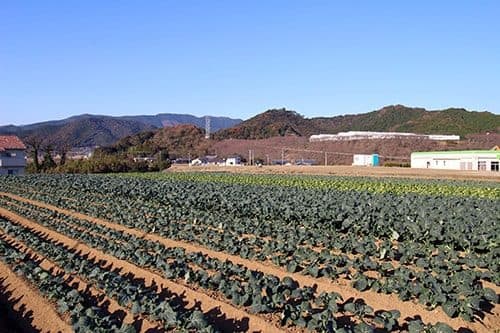 Farm-fresh breakfast