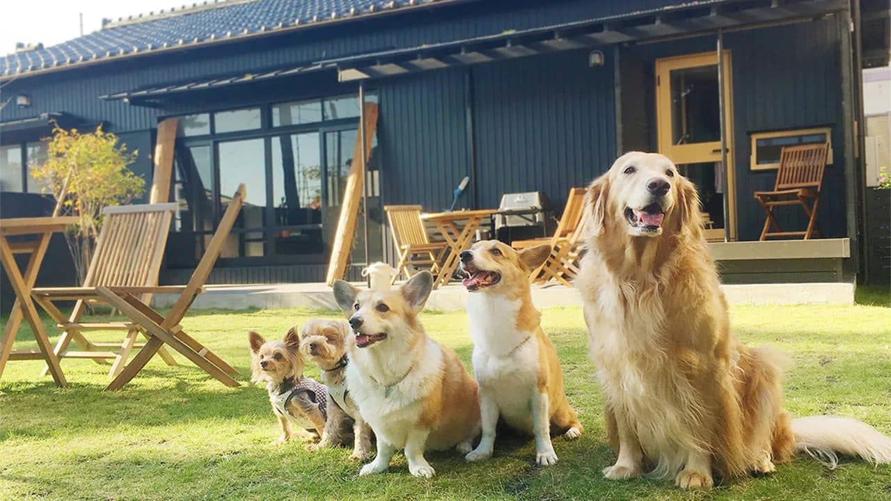 Dog-friendly houses
