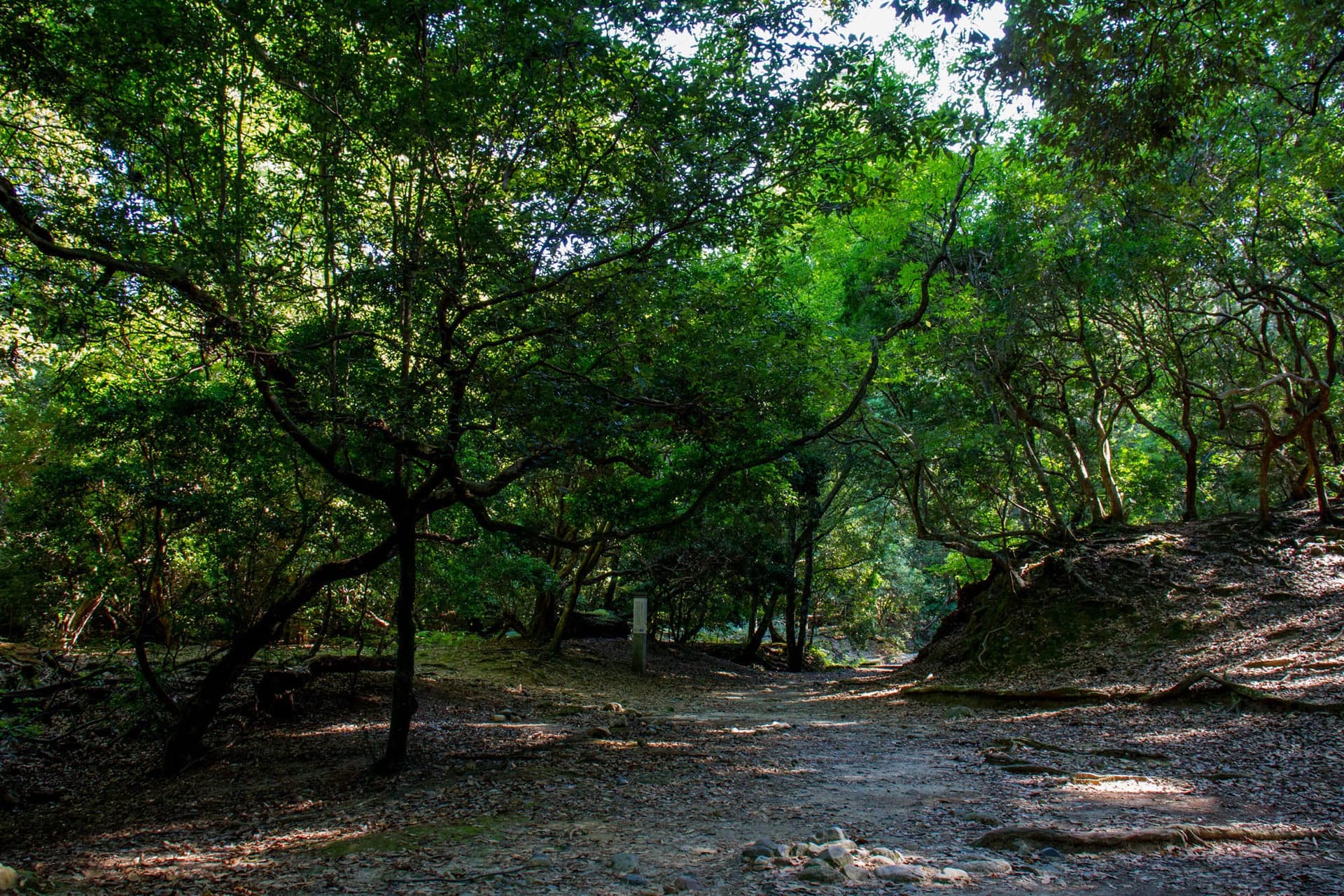 Exploring the Ancient Capital on Foot