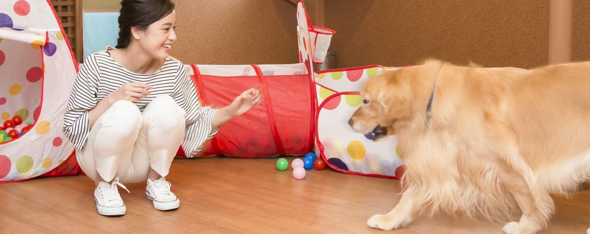 Facilities and Services for Dogs