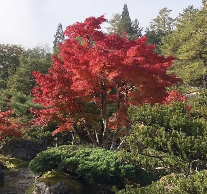 Four Seasons of Foliage and Snow