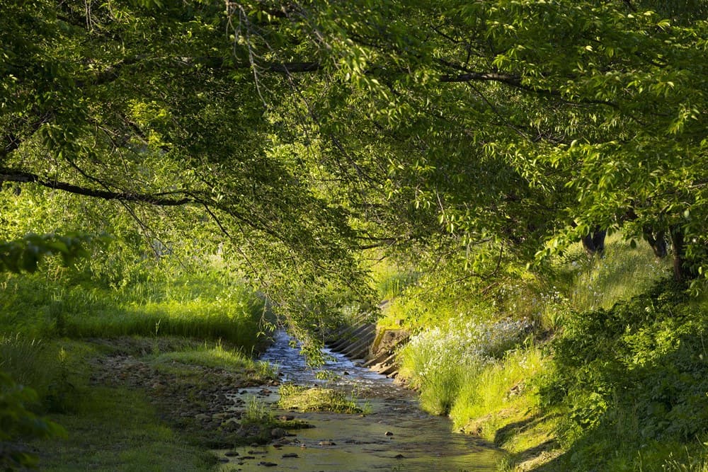 A Ryokan Immersed in Seasonal Nature