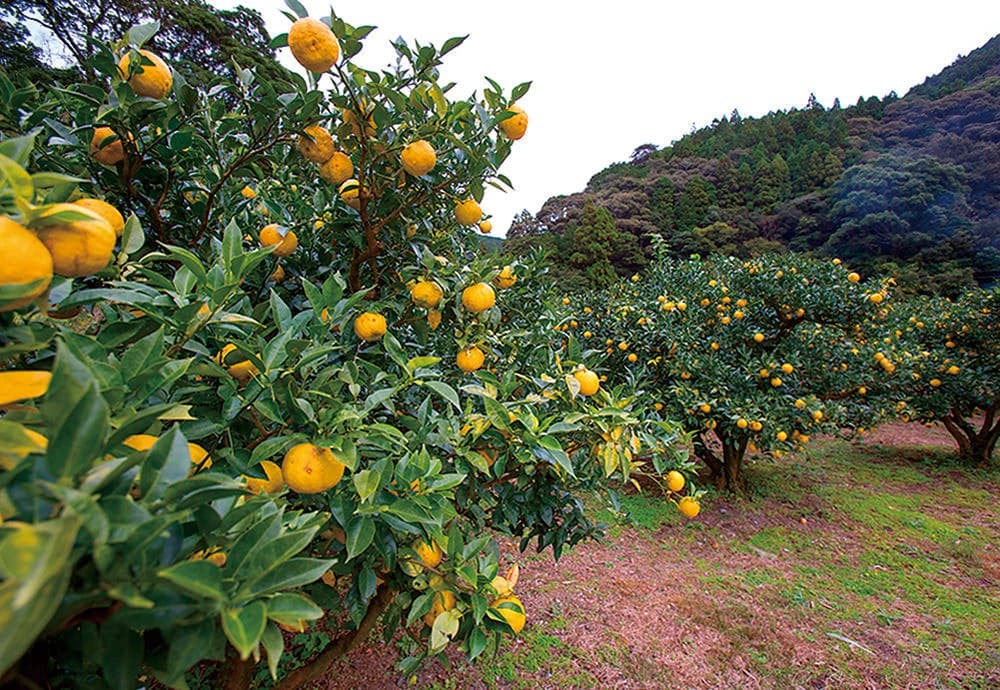 山河风光