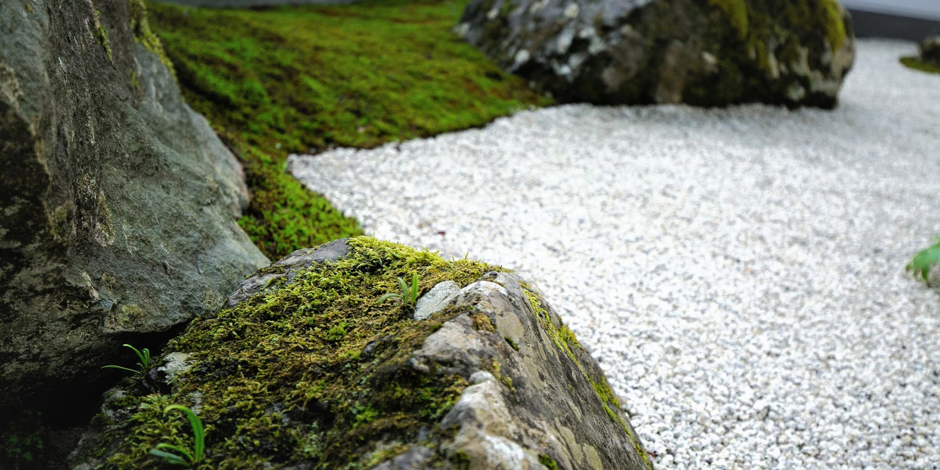 A Zen Garden of Moss and White Sand