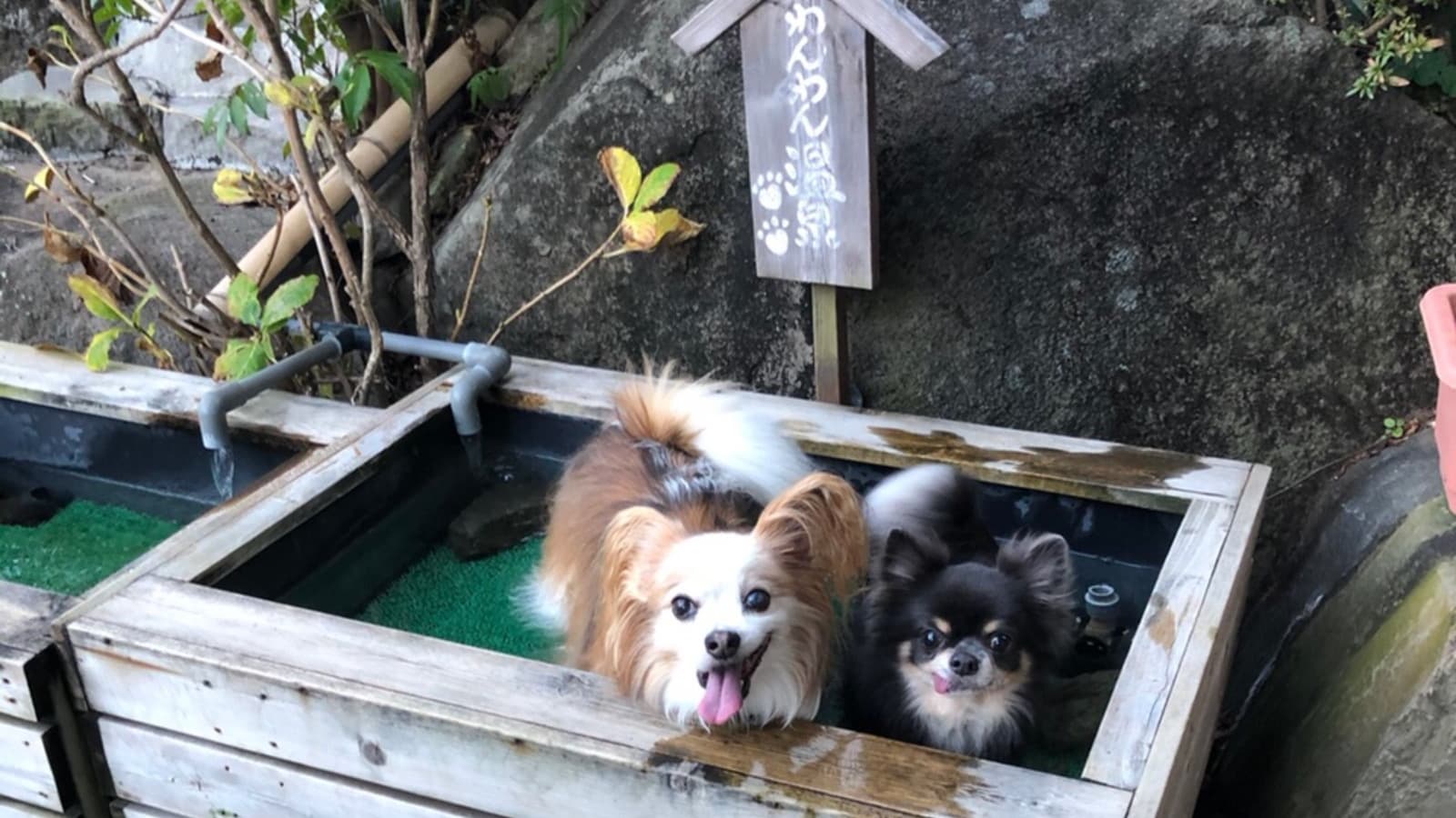 반려동물과 함께하는 숙박