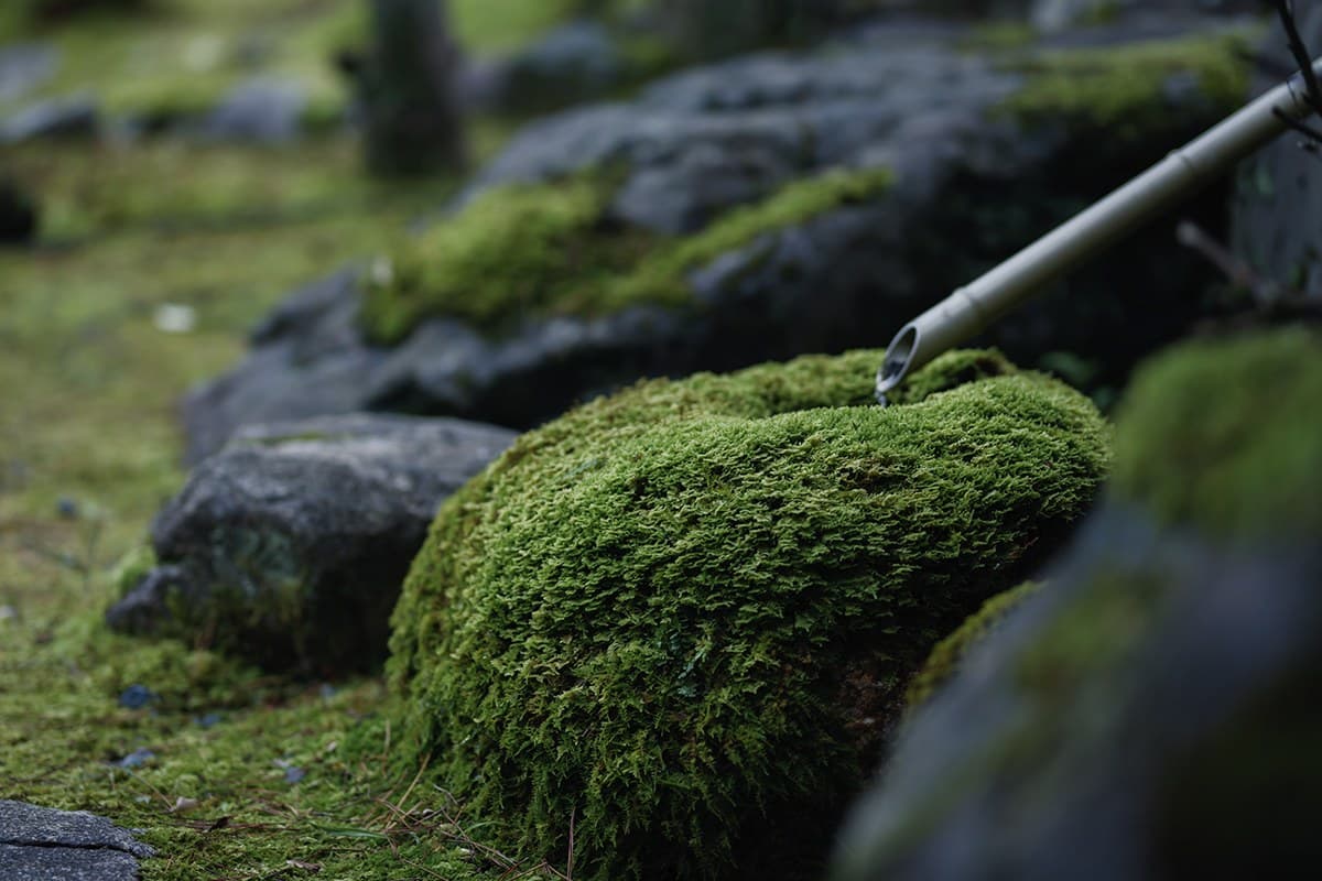 A Tranquil Moss Garden