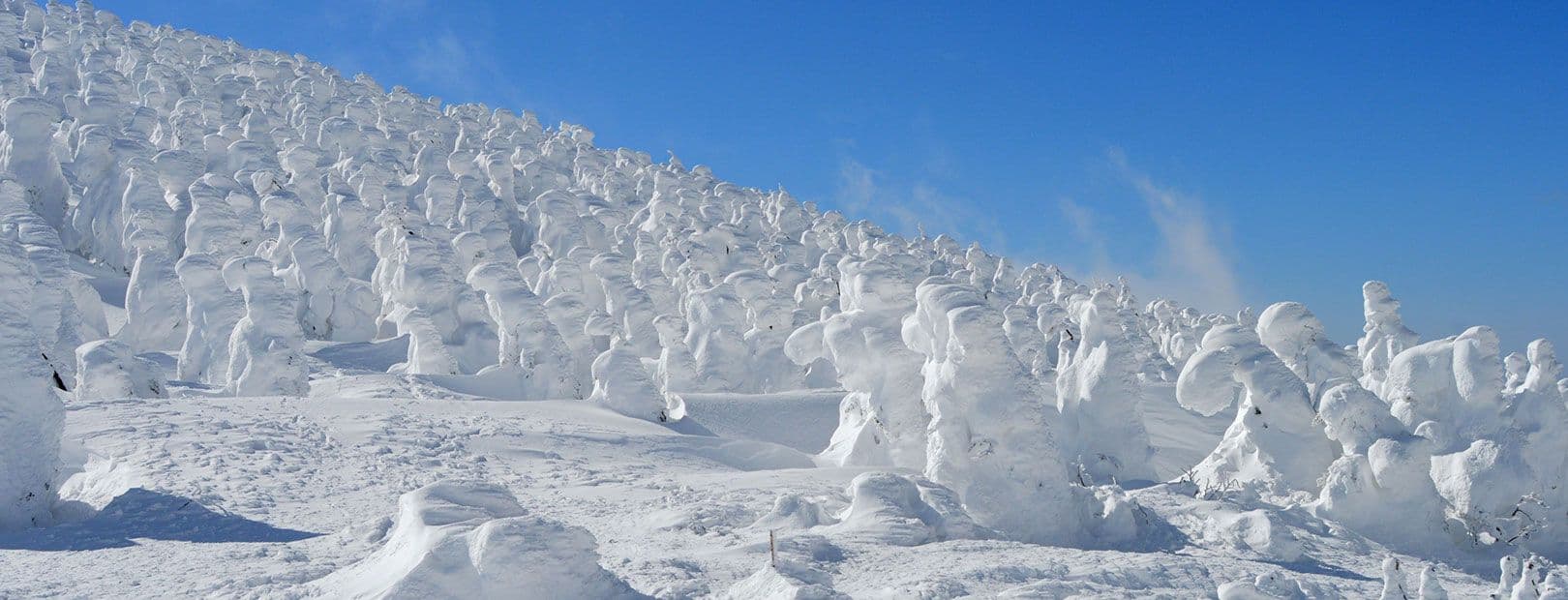 Zao's Snow Monsters and Winter Scenery