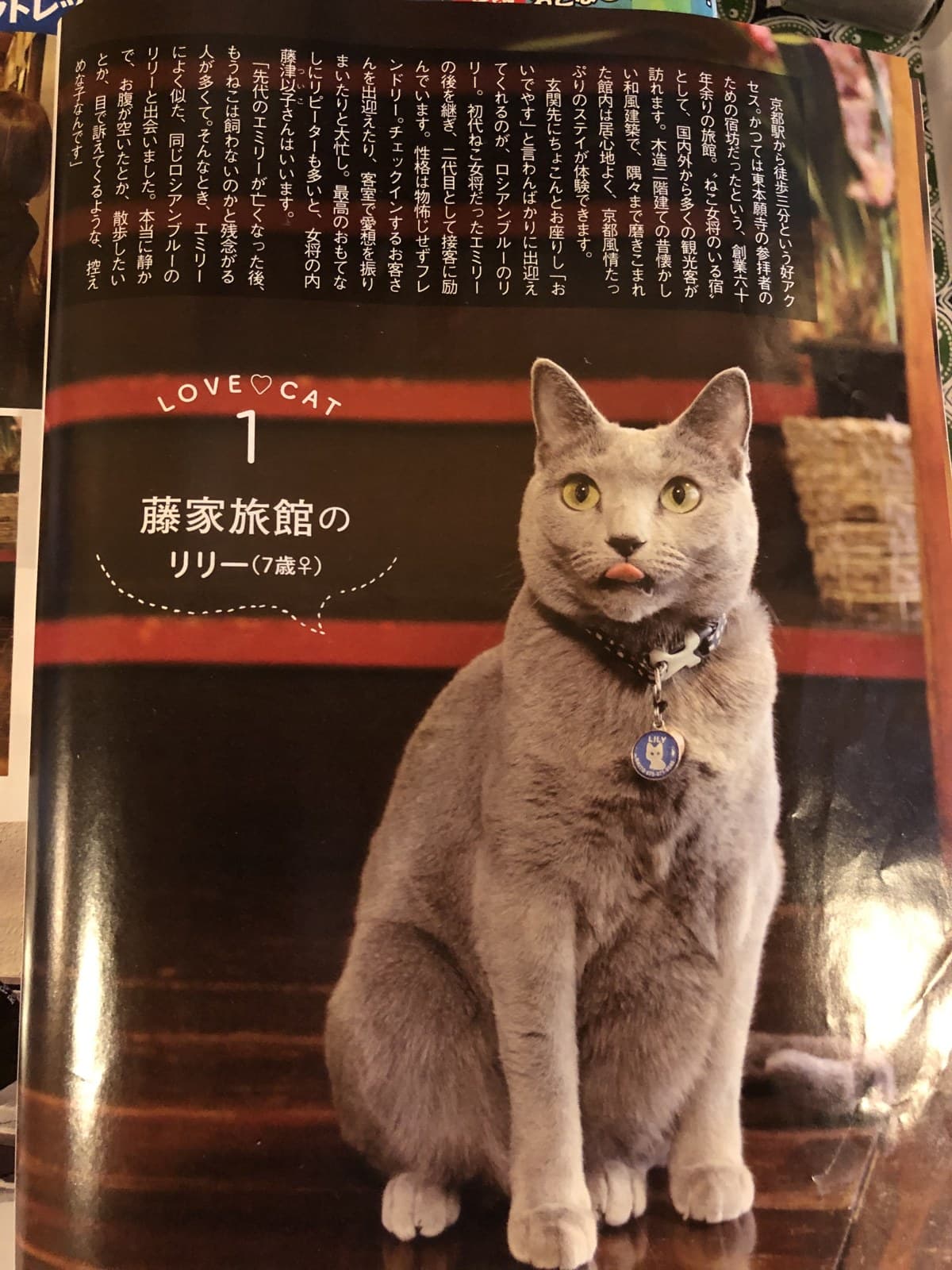 고양이 지배인 릴리
