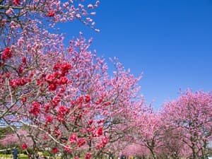 250 meters from Iizaka Onsen Station