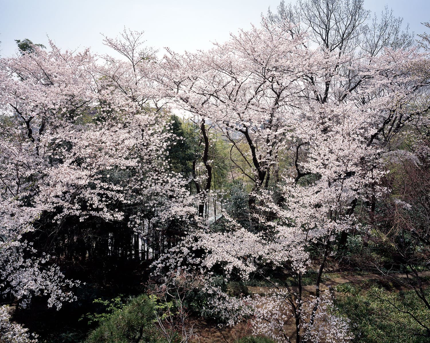 Ten Thousand Tsubo of Garden
