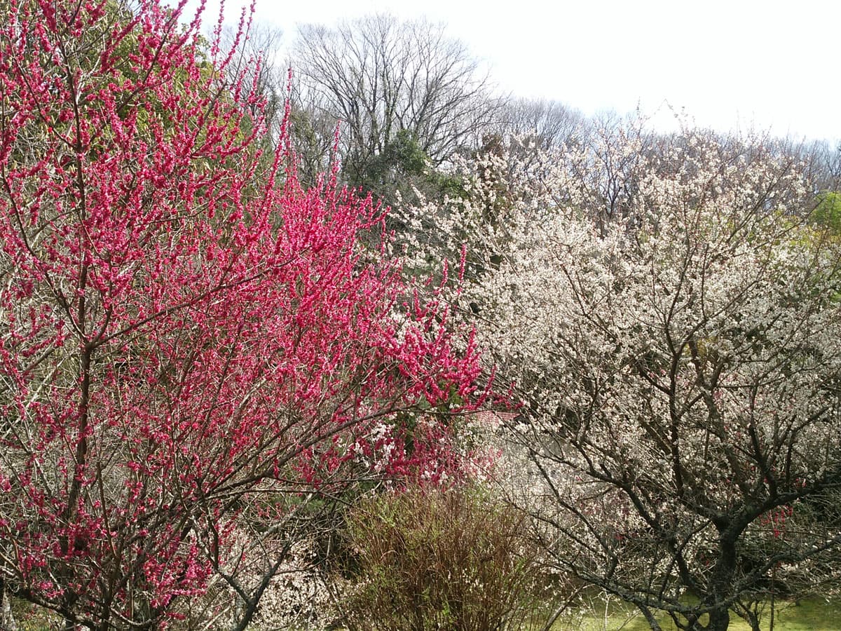 The Village of White Plum Blossoms, Through Four Seasons