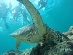 Kerama Blue Marine Activities