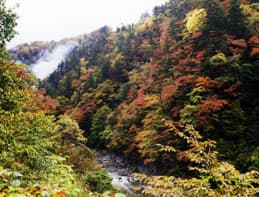 A Forest Flowing with Four Seasons