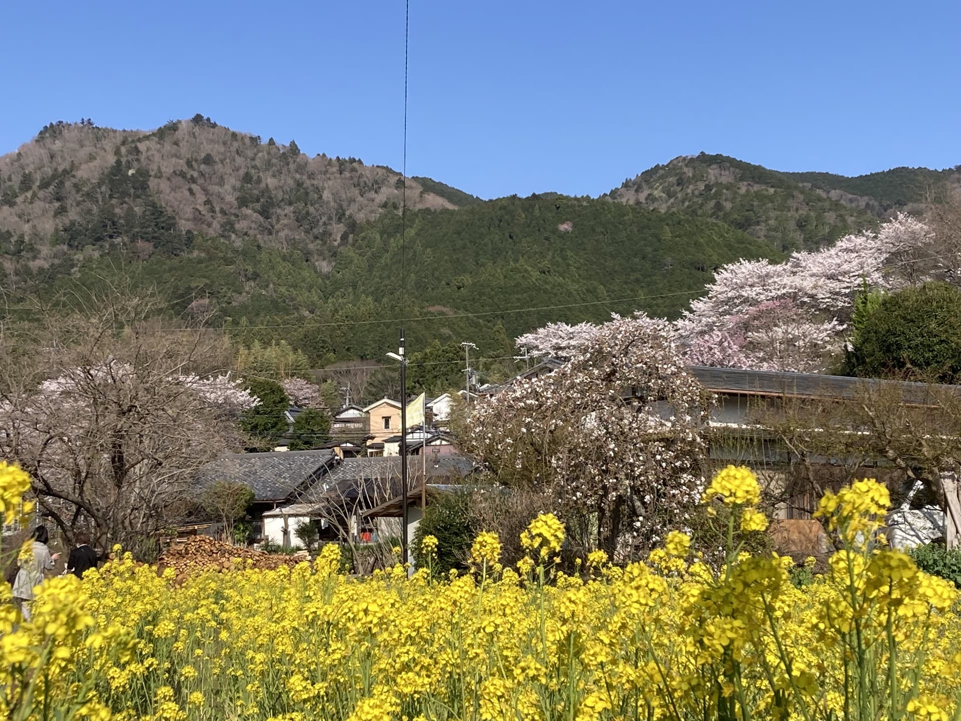 료소 자타니