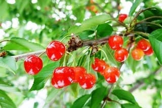 Nearby Excursions in Shinjo and Mogami