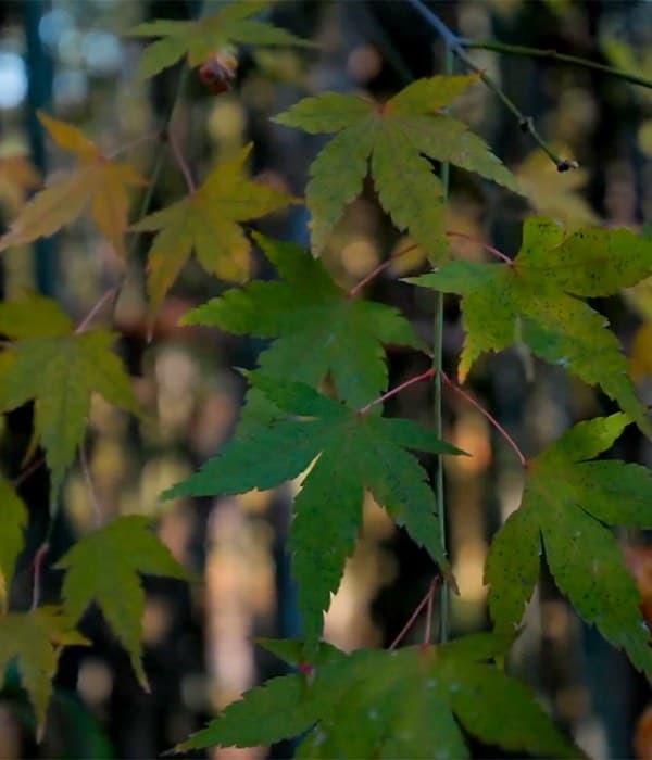 Autumn Leaves and Seasonal Scenery
