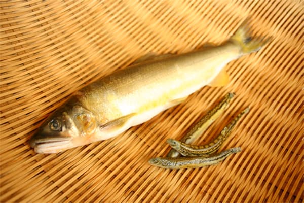 Gujo Ayu: A Specialty Raised by the Clear River