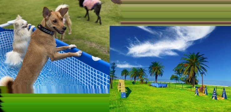 Facilities Made Just for Dogs