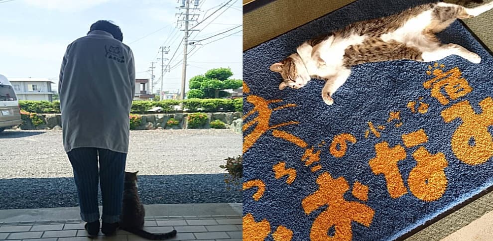 숙소를 지키는 간판 고양이들