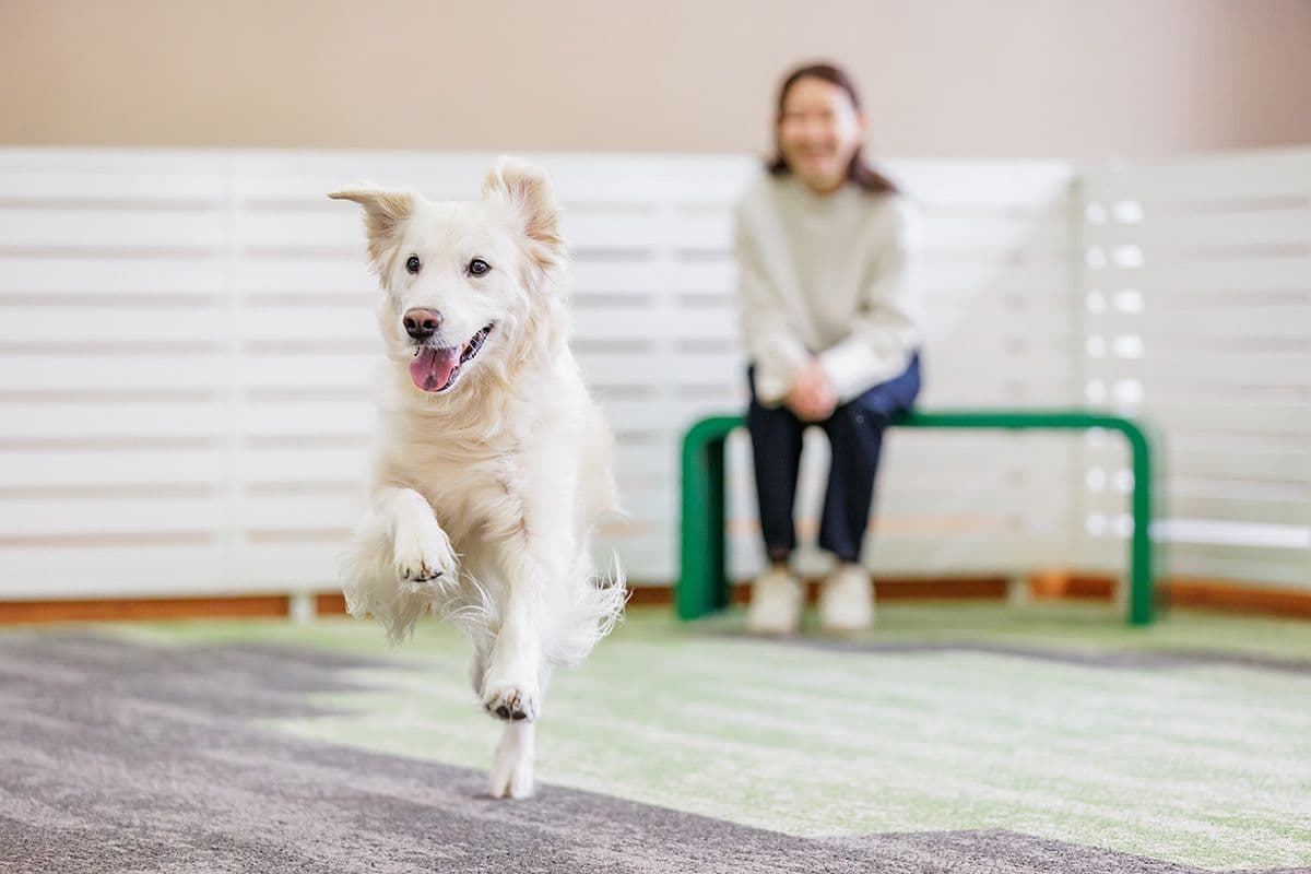 Dog Facilities Everywhere
