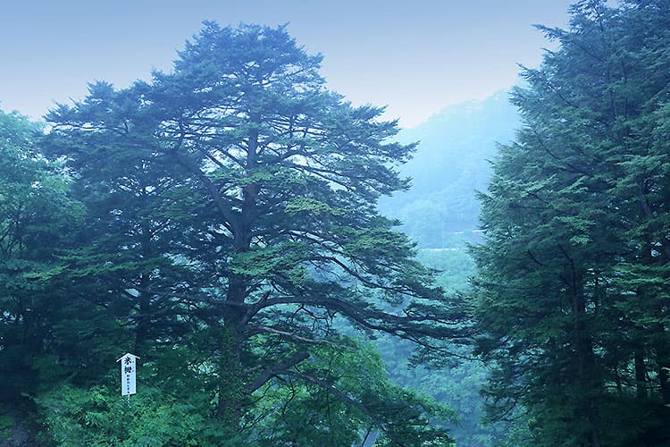 기누가와 산을 독차지하는 전세탕