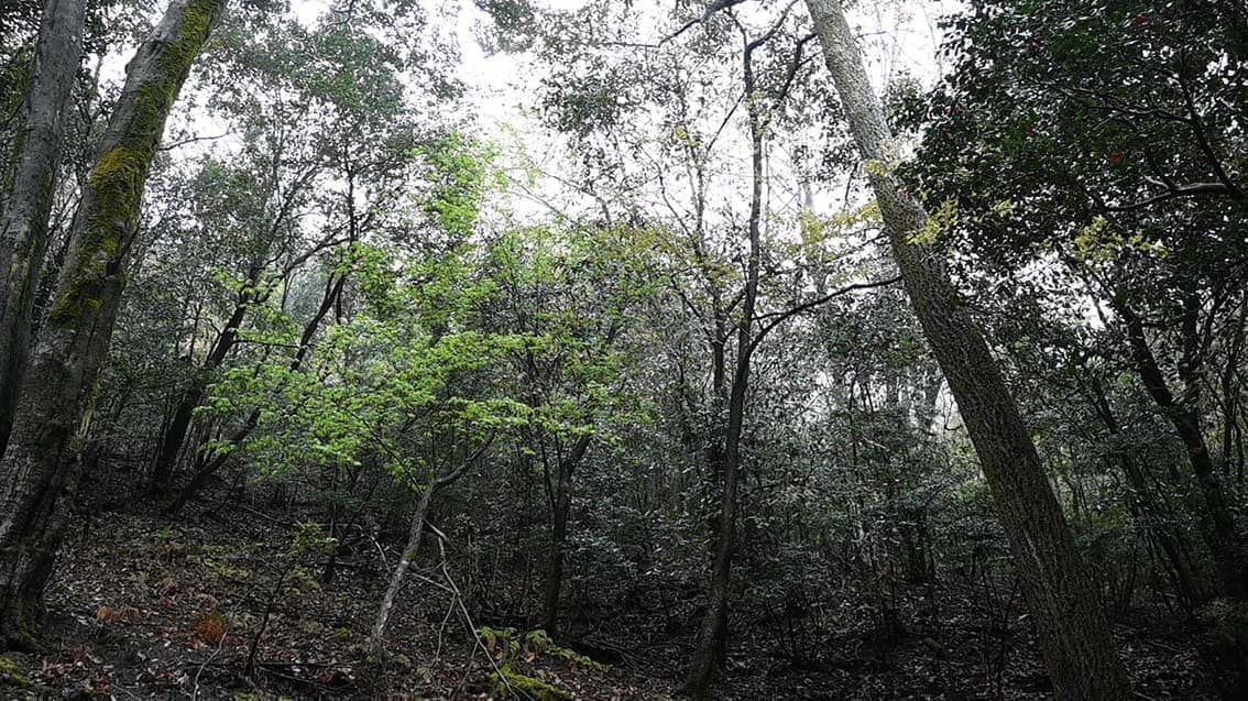 비예산 산자락의 사계