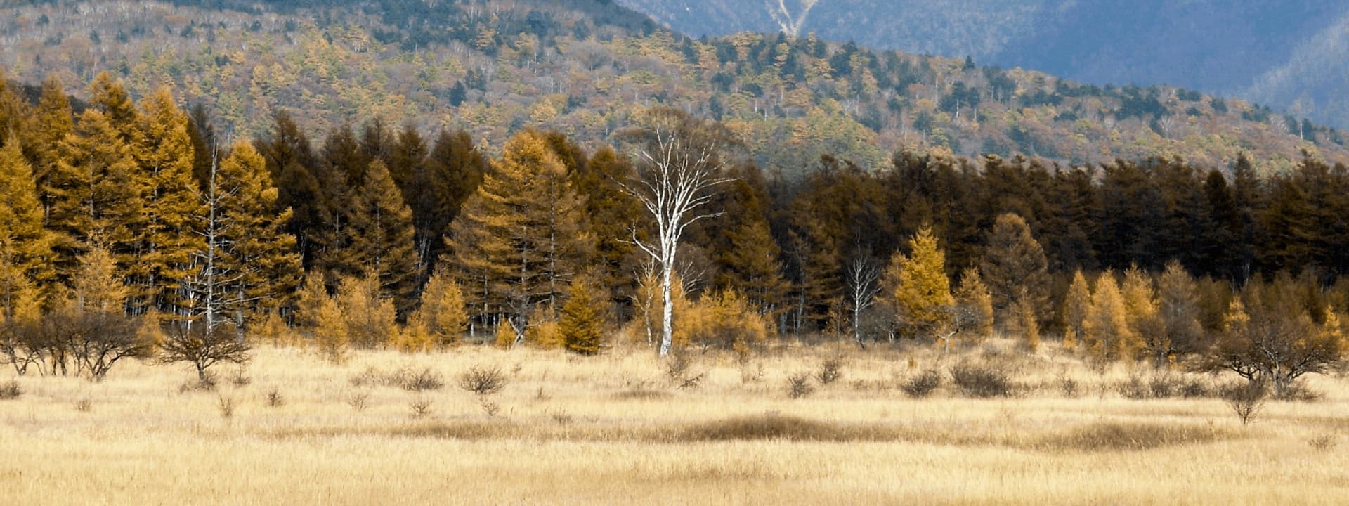 오쿠닛코의 대자연 — 센조가하라