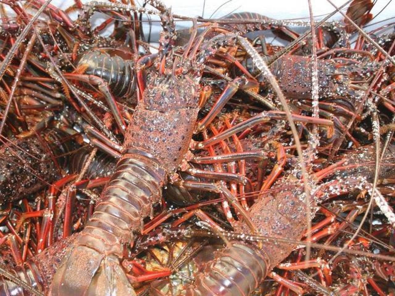 닭새우와 긴메다이, 이즈의 바다 그대로