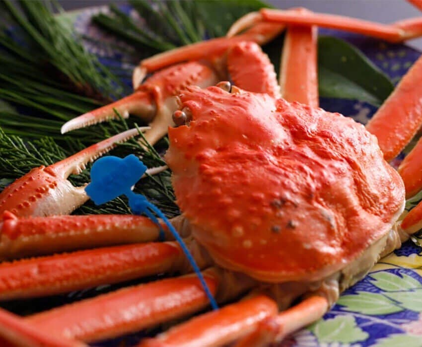 Tsuiyama Crab, Star of Winter