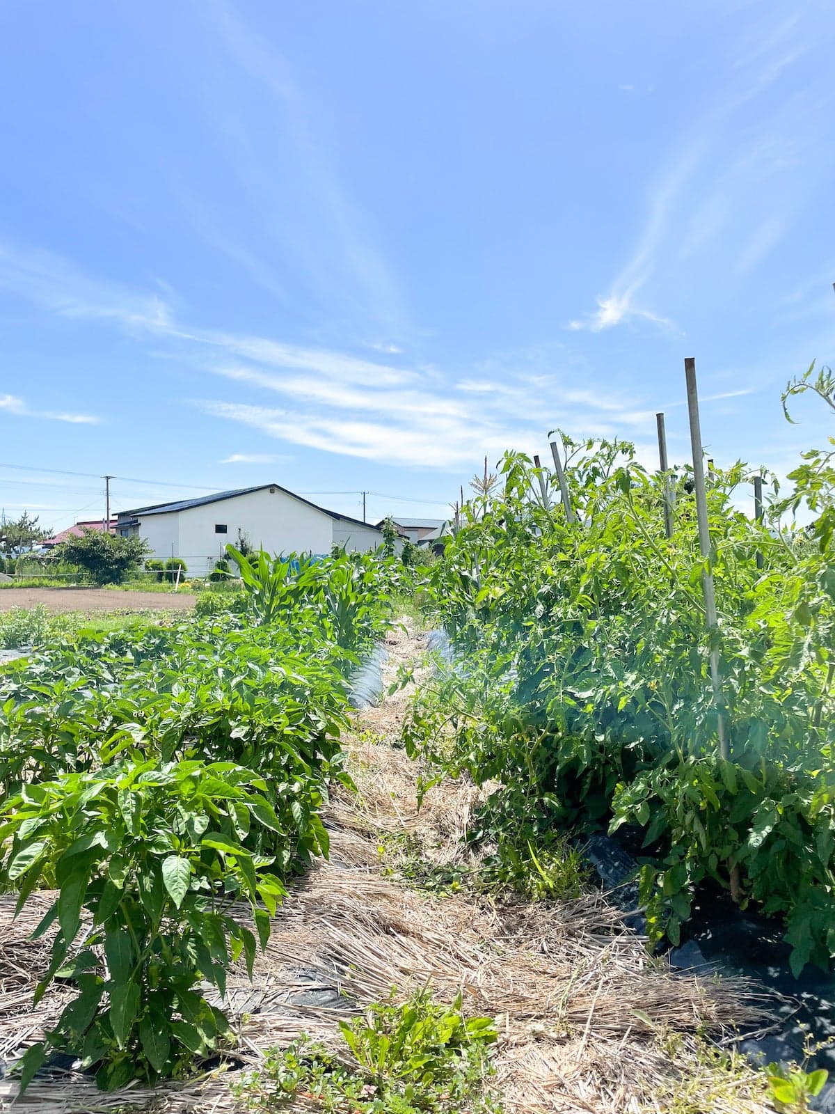 Vegetables from their own fields