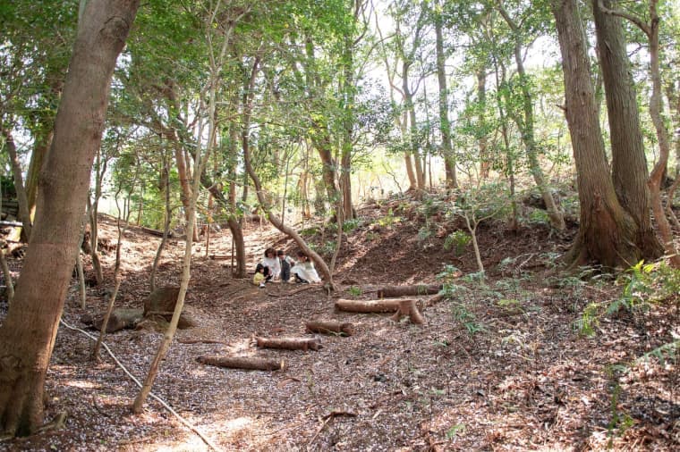 Forest and play