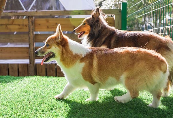 Dogs and Activities