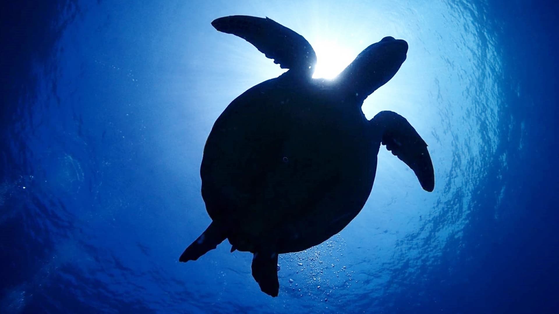 Trial Diving and Snorkeling