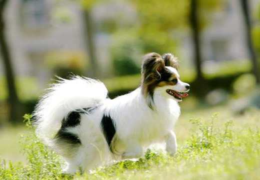 Together with Your Pet