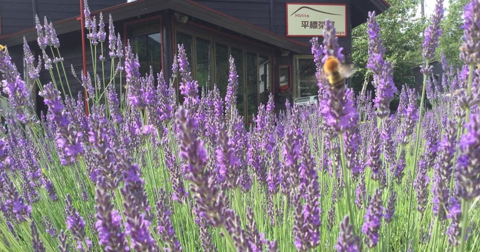 Lavender Blooms at the Foot of the Mountain