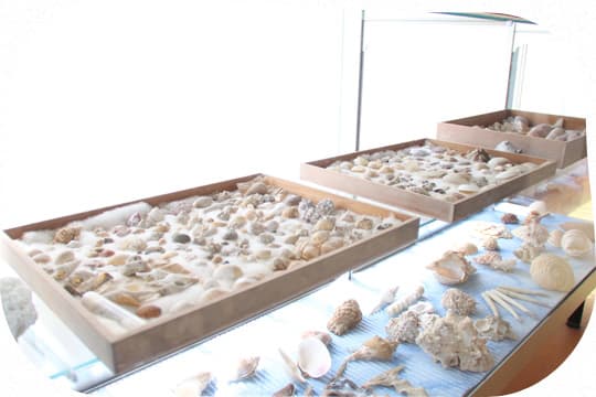 A 4th-Floor Observation Deck and Shell Collection