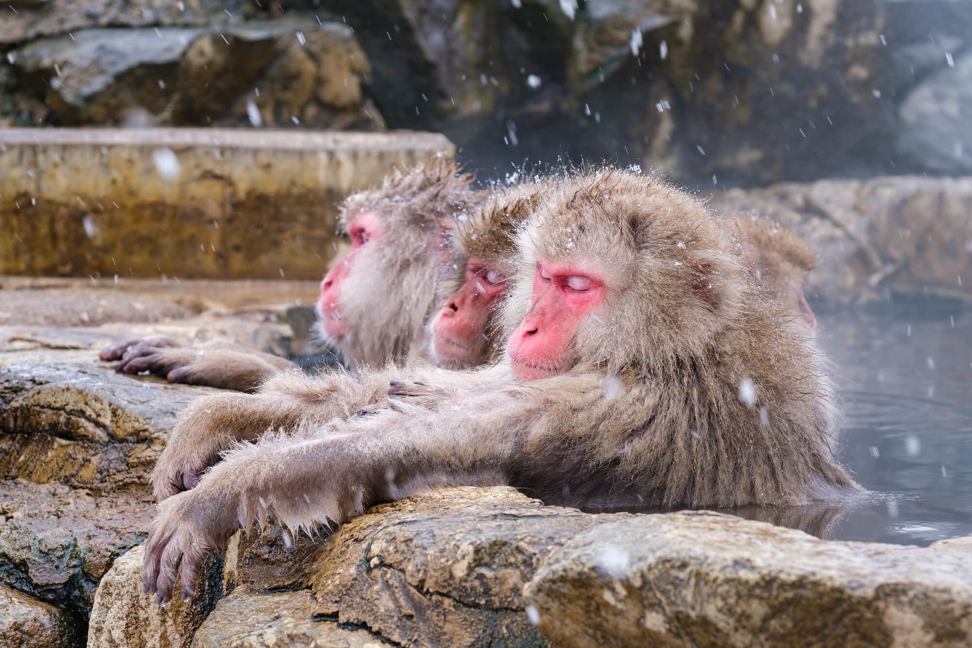스노우몽키 무료 송영