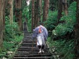 The Sacred Cedar Pilgrimage Path