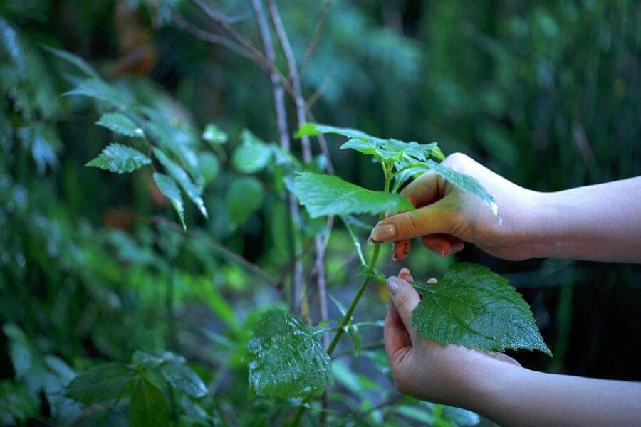 Kaiseki Courses to Suit Your Taste