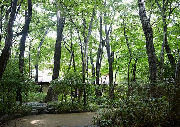 A Forest Garden Steeped in Every Season