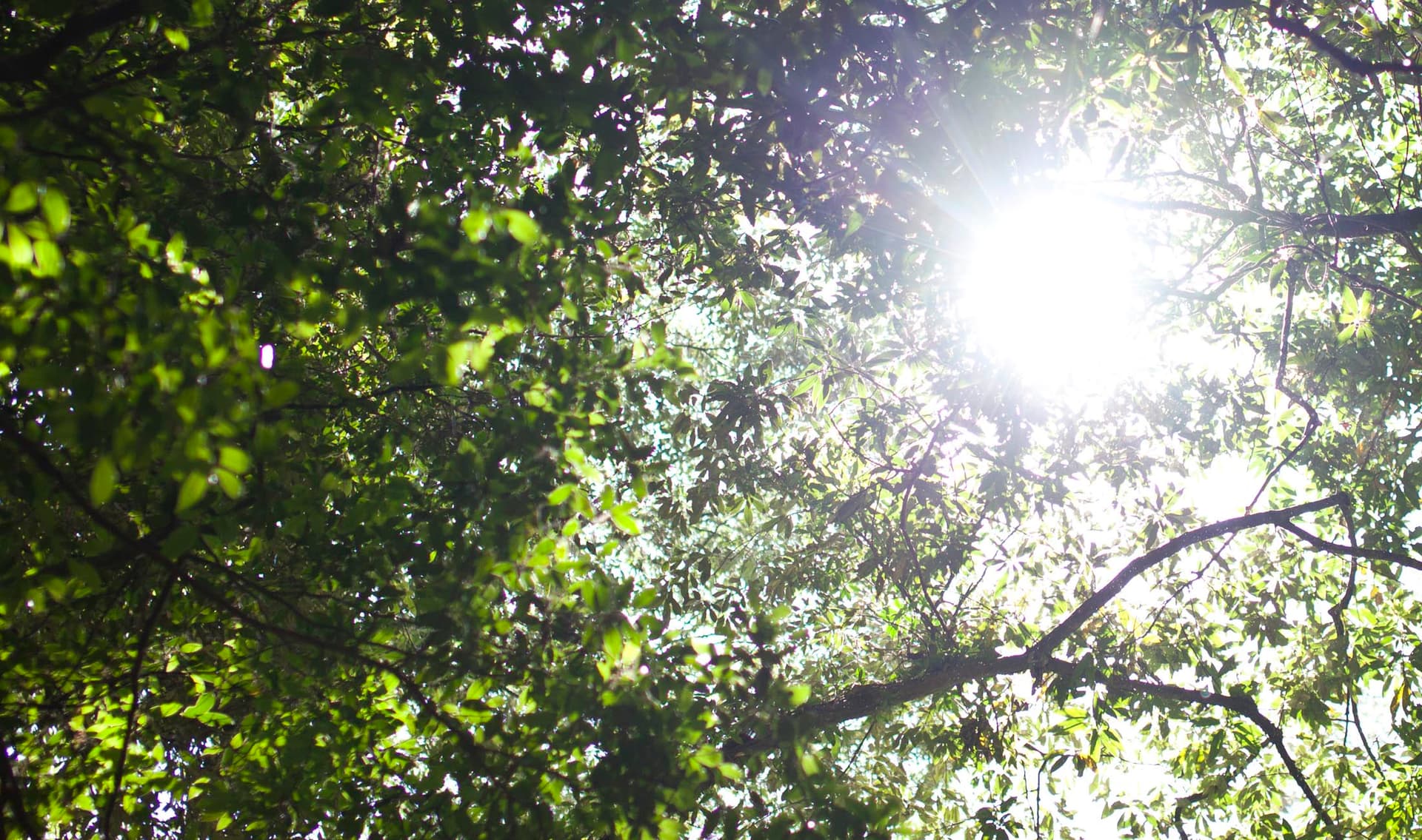 The Wild Nature of Oku-Kirishima