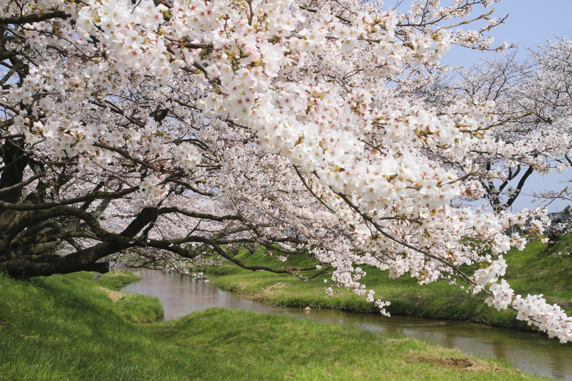 At the Heart of Izumo Mythology and Enmusubi