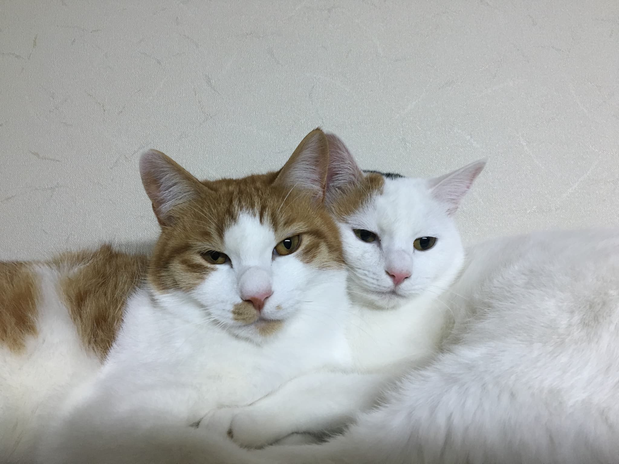 Resident cats