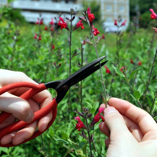 Home-grown herbs