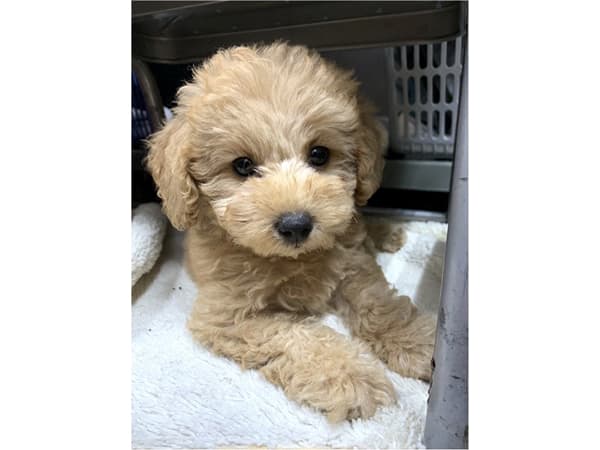 호텔 TO