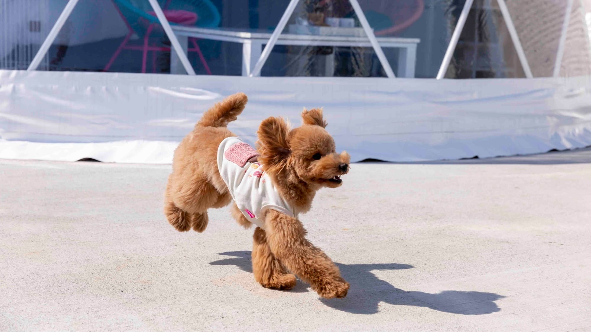 Pet-friendly domes